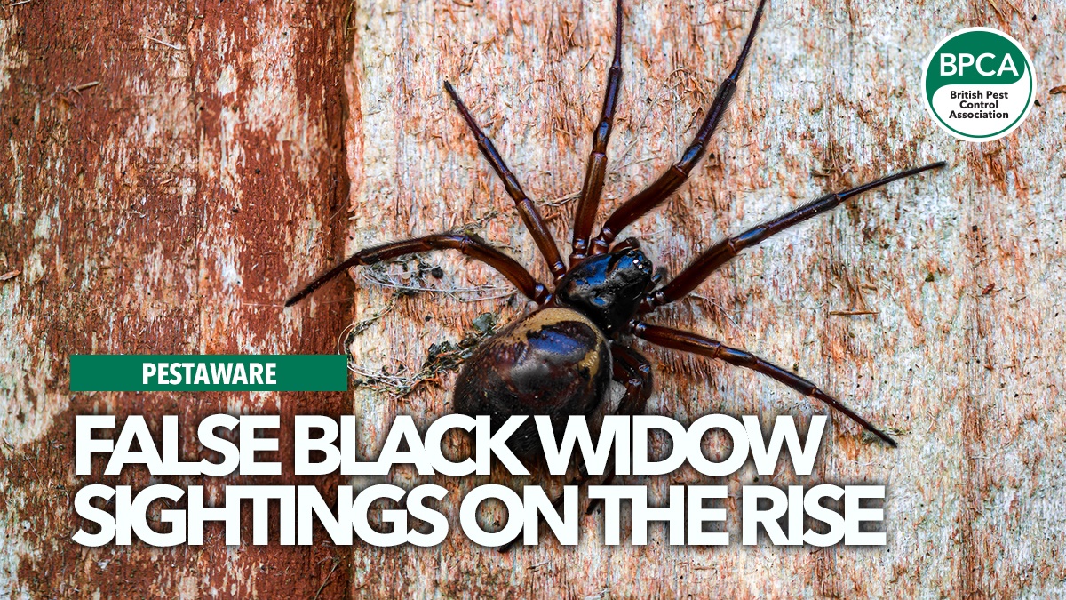 False-Black-Widow-sightings-on-the-rise